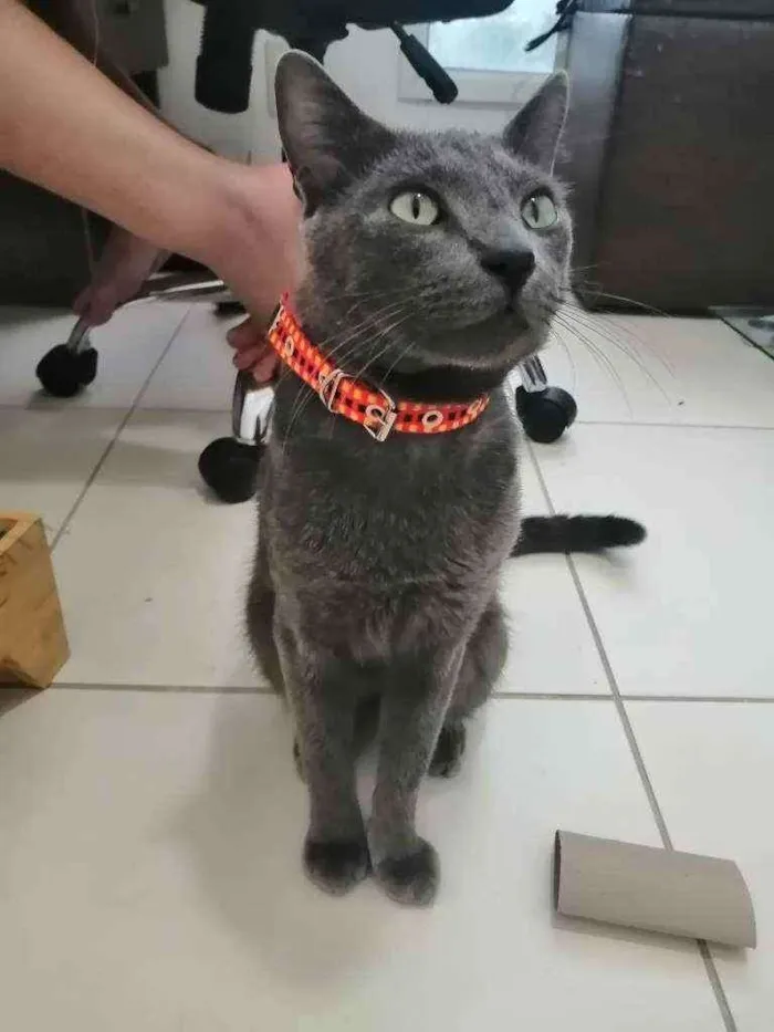 Gato ra a SRD idade 1 ano nome Grey