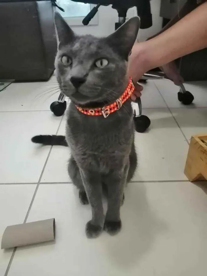Gato ra a SRD idade 1 ano nome Grey