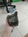 Grey