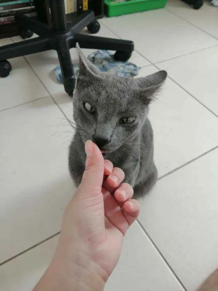 Gato ra a SRD idade 1 ano nome Grey