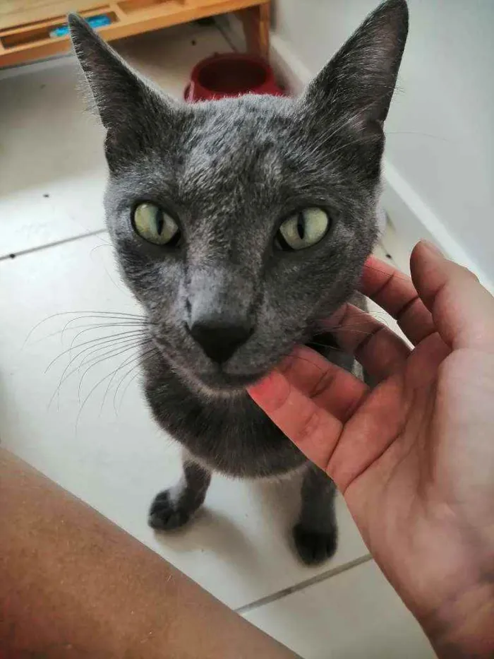 Gato ra a SRD idade 1 ano nome Grey