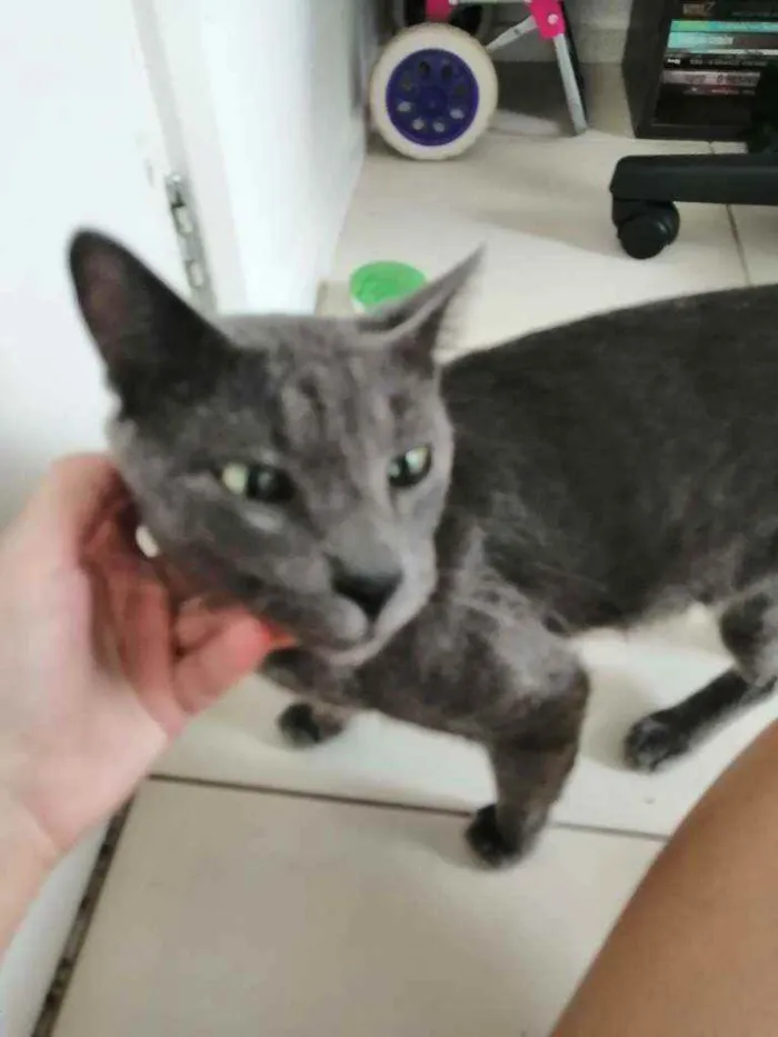 Gato ra a SRD idade 1 ano nome Grey