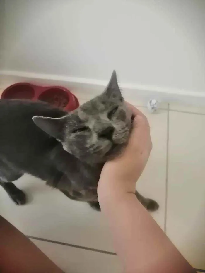 Gato ra a SRD idade 1 ano nome Grey