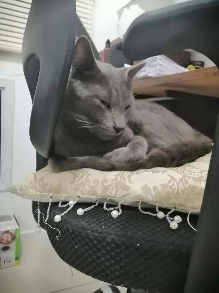 Gato ra a SRD idade 1 ano nome Grey