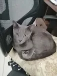 Grey