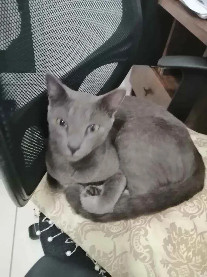 Gato ra a SRD idade 1 ano nome Grey