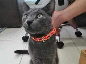 Gato raça SRD idade 1 ano nome Grey