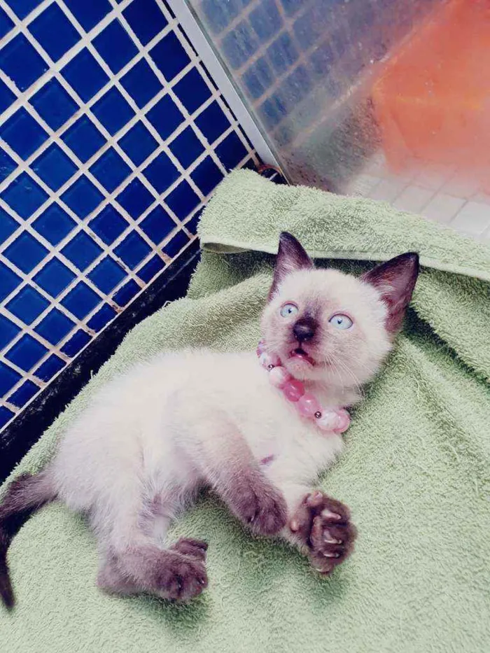 Gato ra a SRD idade 2 a 6 meses nome .
