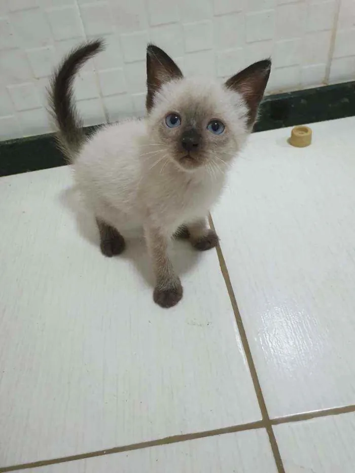 Gato ra a SRD idade 2 a 6 meses nome .