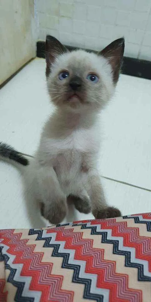 Gato ra a SRD idade 2 a 6 meses nome .