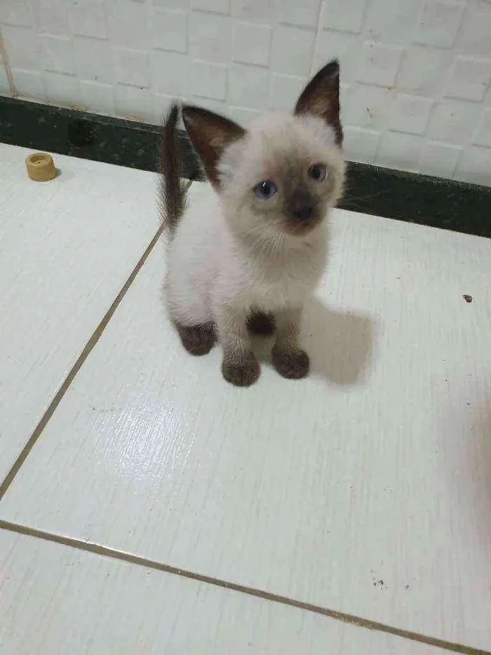 Gato ra a SRD idade 2 a 6 meses nome .