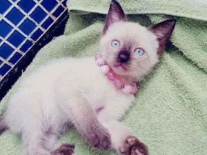 Gato raça SRD idade 2 a 6 meses nome .