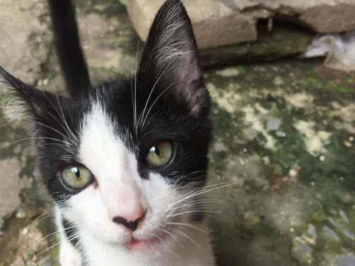 Gato ra a Vira lata idade 2 a 6 meses nome Manchinha