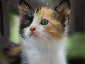 Gato raça Tricolor idade 2 a 6 meses nome Mimi