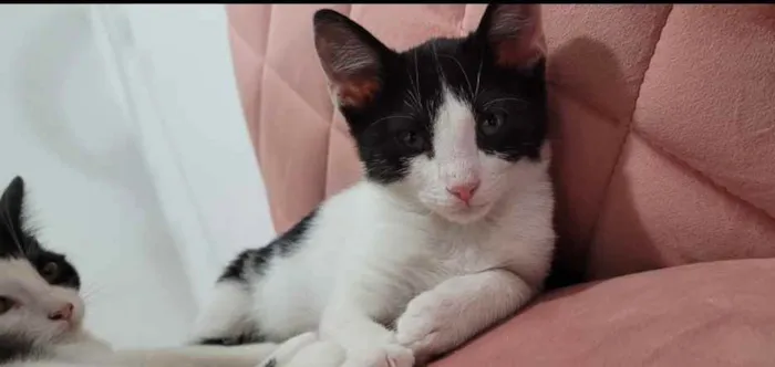 Gato ra a SRD idade 2 a 6 meses nome Charlotte