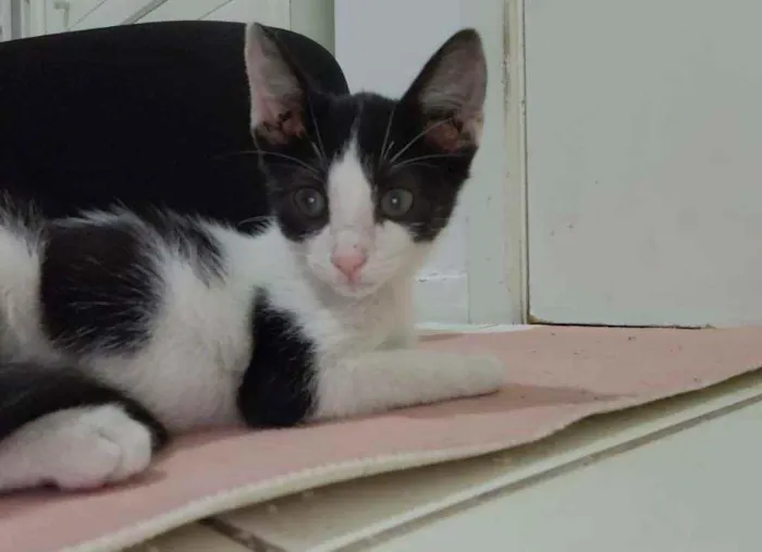 Gato ra a SRD idade 2 a 6 meses nome Charlotte