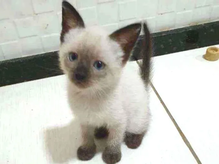 Gato ra a SRD idade 2 a 6 meses nome .