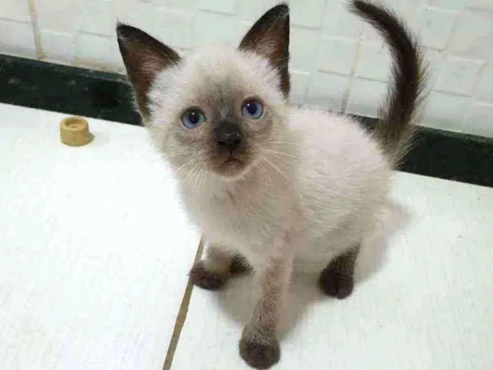 Gato ra a SRD idade 2 a 6 meses nome .