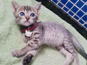 Gato raça SRD idade Abaixo de 2 meses nome ...