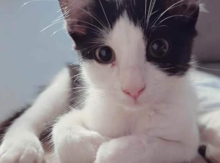 Gato ra a SRD idade 2 a 6 meses nome Nikita