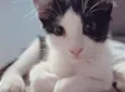 Nikita