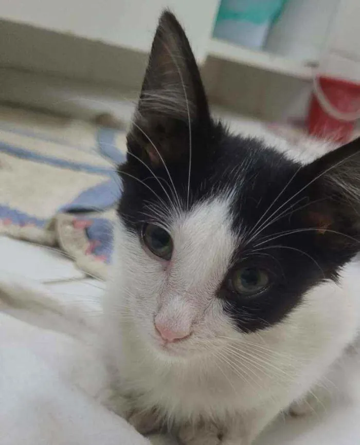 Gato ra a SRD idade 2 a 6 meses nome Nikita