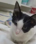 Nikita