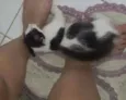 Nikita