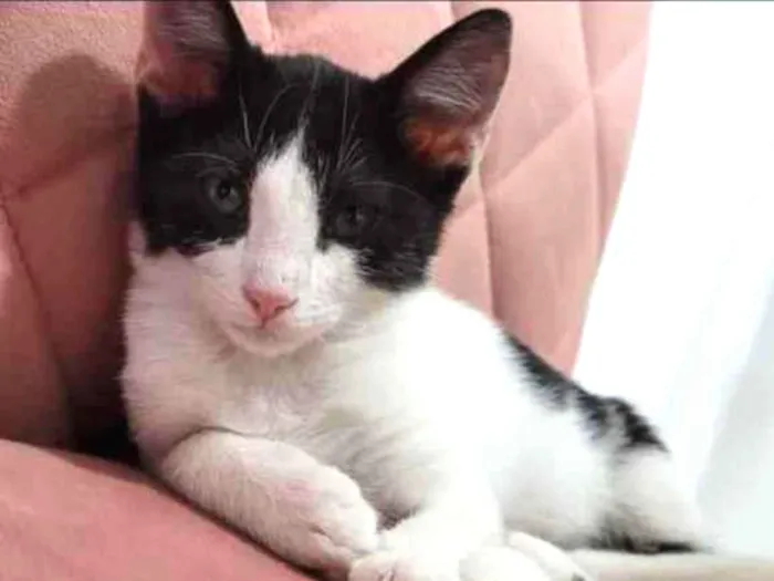 Gato ra a SRD idade 2 a 6 meses nome Charlotte