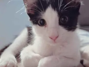 Gato raça SRD idade 2 a 6 meses nome Nikita