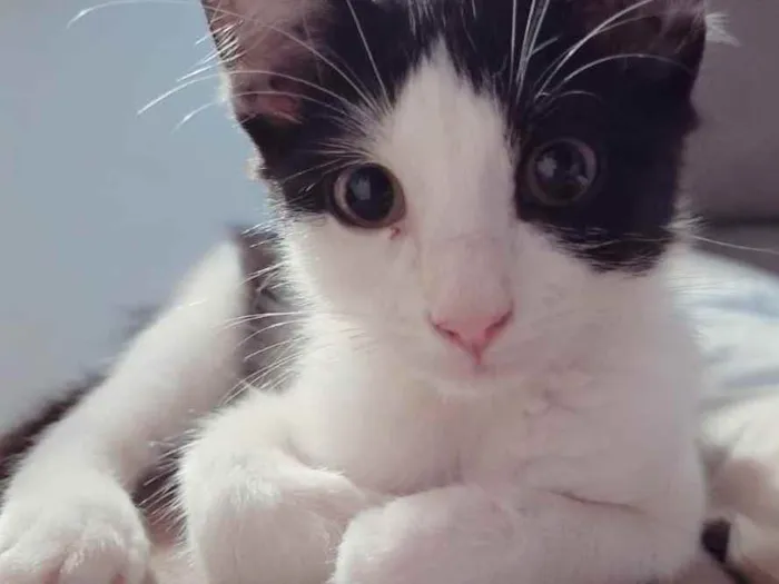 Gato ra a SRD idade 2 a 6 meses nome Nikita
