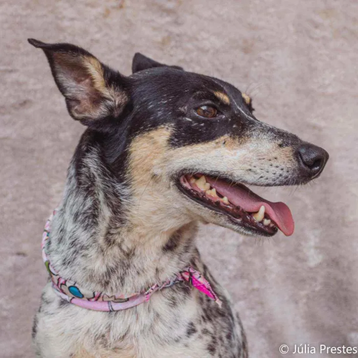 Cachorro ra a SRD idade 4 anos nome Érica