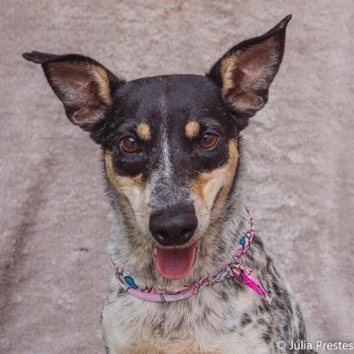 Cachorro ra a SRD idade 4 anos nome Érica