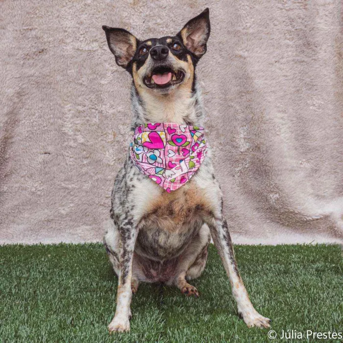 Cachorro ra a SRD idade 4 anos nome Érica