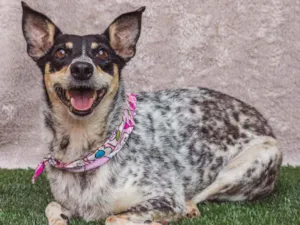 Cachorro raça SRD idade 4 anos nome Érica