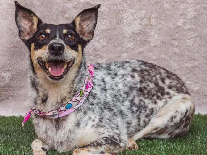 Cachorro ra a SRD idade 4 anos nome Érica