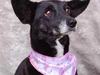 Cachorro ra a SRD idade 3 anos nome Maria Clara