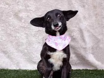 Cachorro ra a SRD idade 3 anos nome Maria Clara