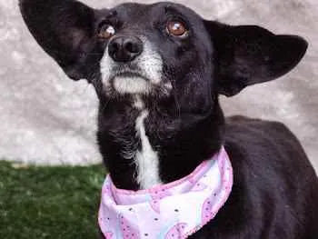 Cachorro ra a SRD idade 3 anos nome Maria Clara
