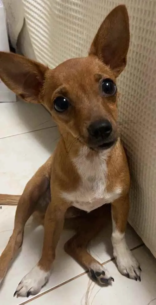 Cachorro ra a Pinscher idade 2 a 6 meses nome Joca