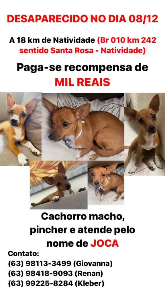 Cachorro ra a Pinscher idade 2 a 6 meses nome Joca