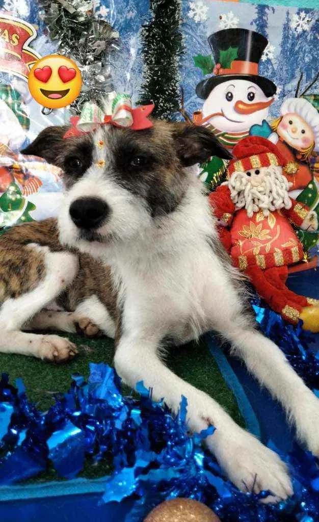 Cachorro raça Srd idade 1 ano nome Belinha