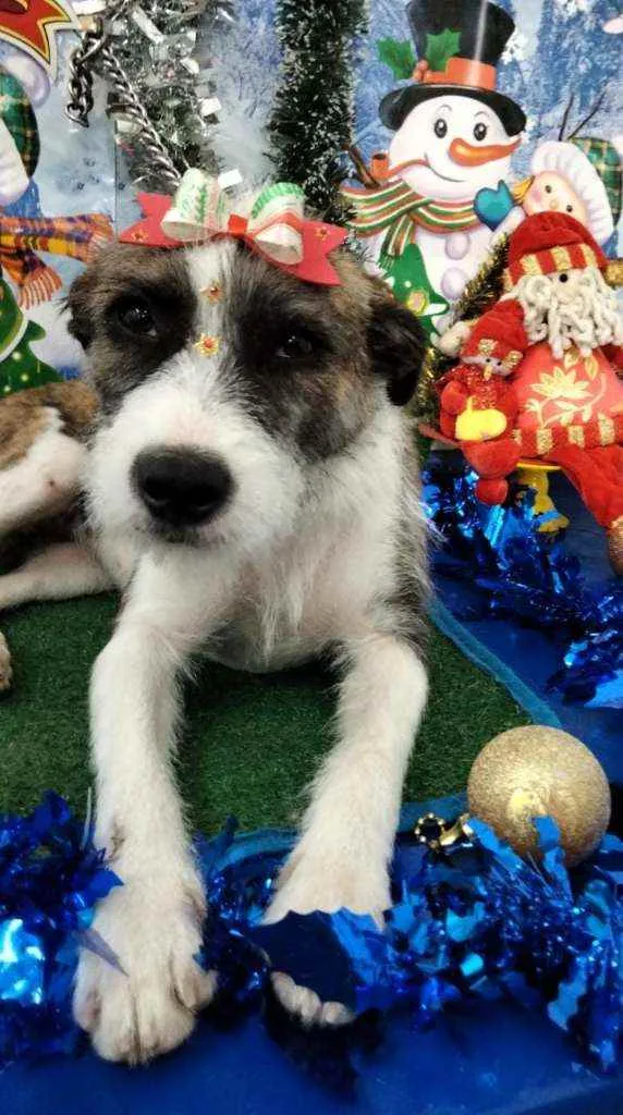 Cachorro raça Srd idade 1 ano nome Belinha