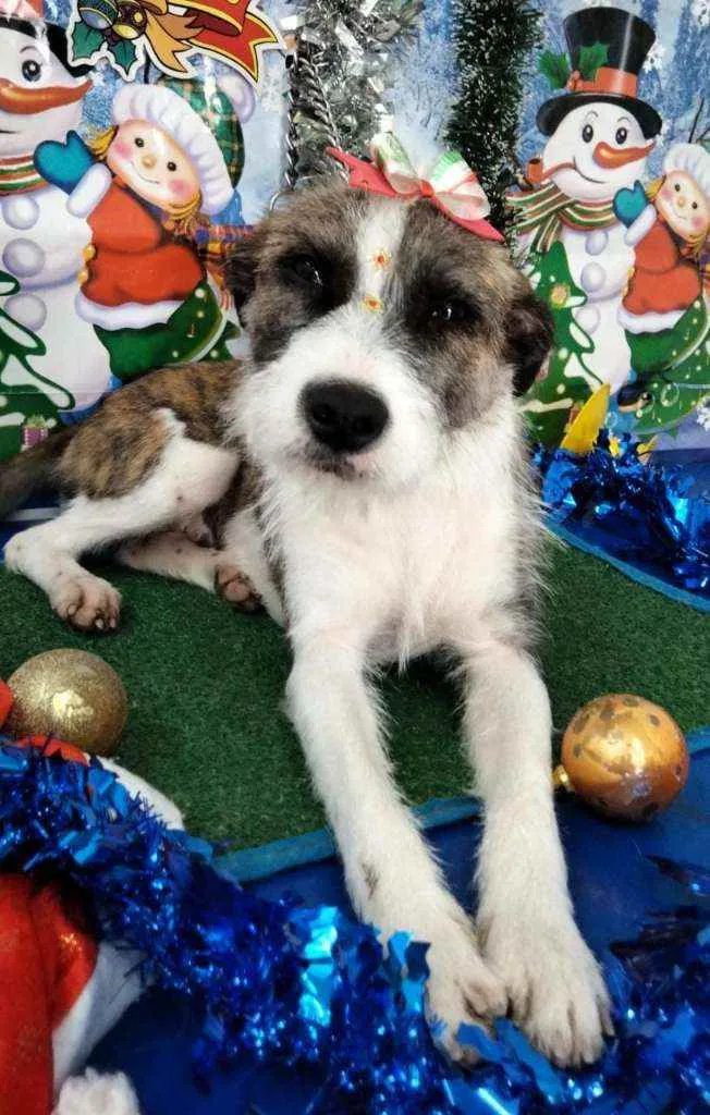 Cachorro raça Srd idade 1 ano nome Belinha