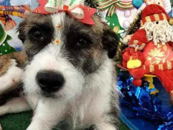 Cachorro raça Srd idade 1 ano nome Belinha
