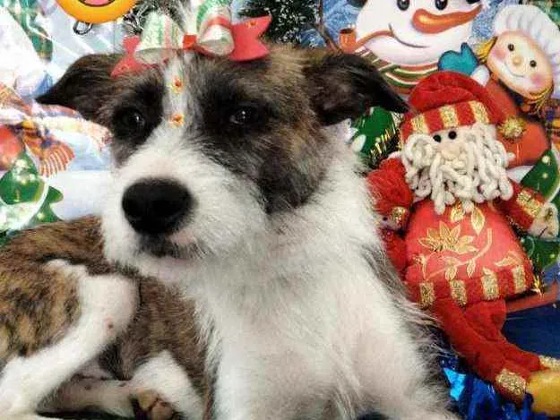 Cachorro raça Srd idade 1 ano nome Belinha