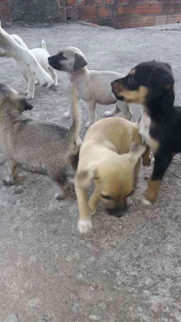 Cachorro raça Srd idade 2 a 6 meses nome Pepa