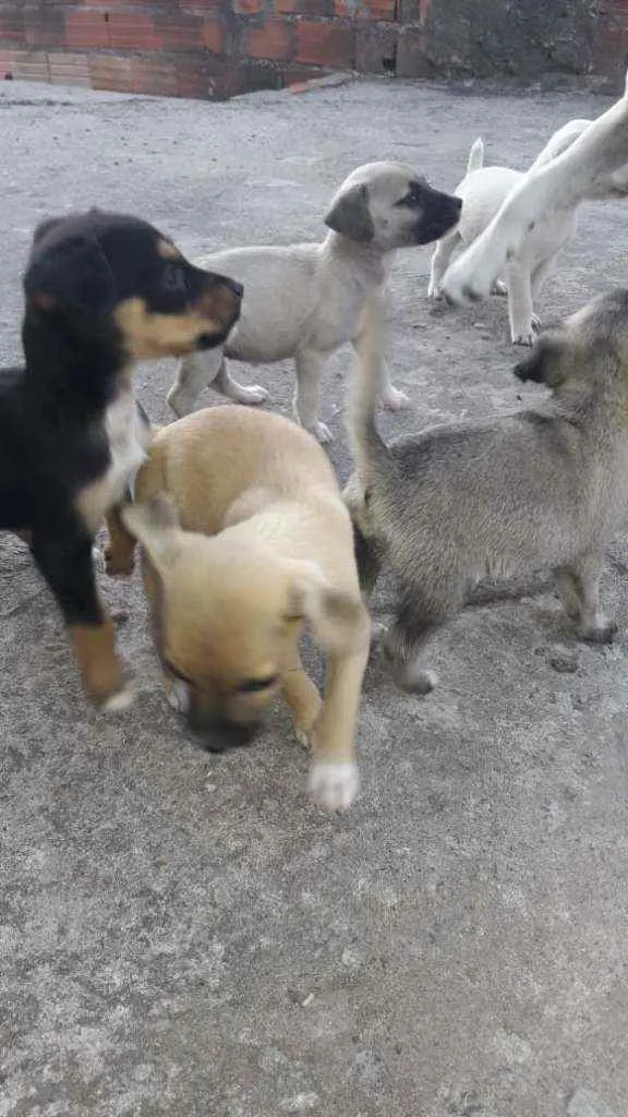 Cachorro raça Srd idade 2 a 6 meses nome Nina