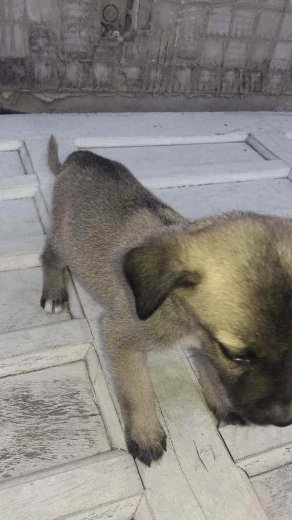 Cachorro raça Srd idade 2 a 6 meses nome Dino