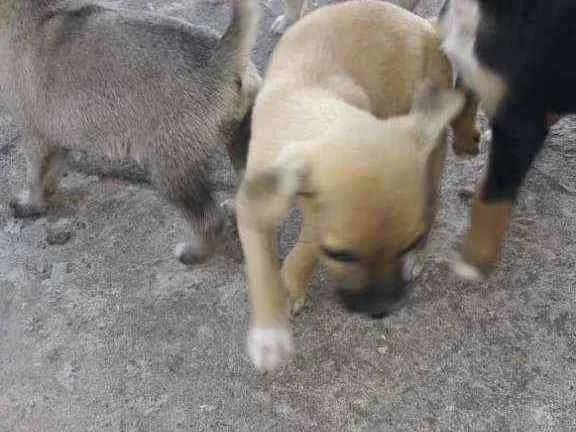 Cachorro raça Srd idade 2 a 6 meses nome Dino